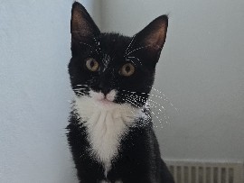 tuxedo cat