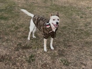 Beagle – Looking for a new home – Chicago