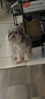 Miniature Schnauzer – mini Schnauzer