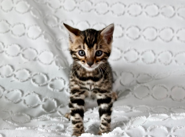 Bengal – Top Quality Bengal Kitten