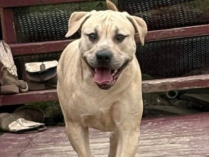 American Pit Bull Terrier – Tank-American Bully/Pitbull – Addison
