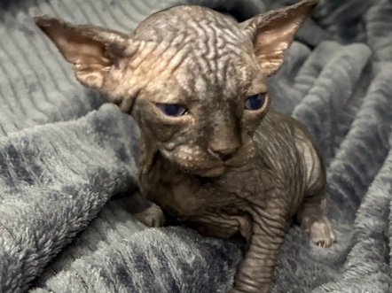 Sphynx – sphynx Kittens – Miami