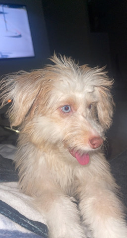 Aussie Doodle