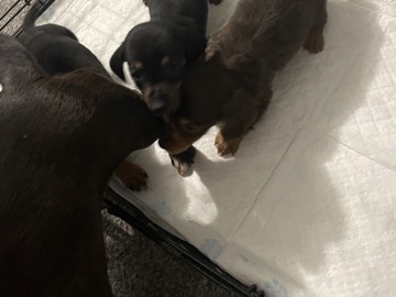 Dachshund – jack dash