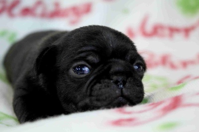 Pug – Pug Puppies Health Tested & Vet Checked , In House Raised – Milwaukee