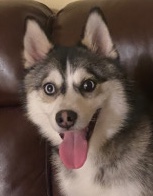 Siberian Husky – Pomsky