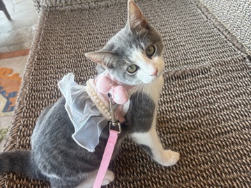 American Shorthair – TEMPORARY HOME FOR MY KITTEN PLEASE 😢😢💔💔💔💔 – Torrance