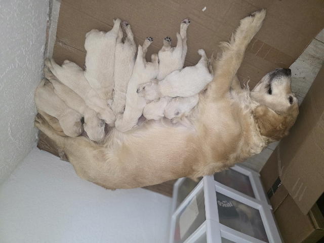 Buy Golden Retriever puppies golden retriever in Miami