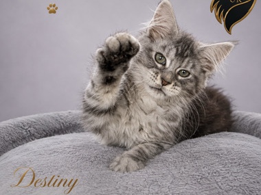 Maine Coon – 2 Pedigree Maine Coon Girls – Fairbourne