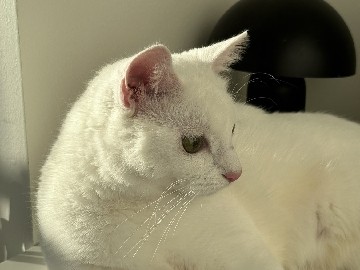 Omplacering av katt – Hamnen