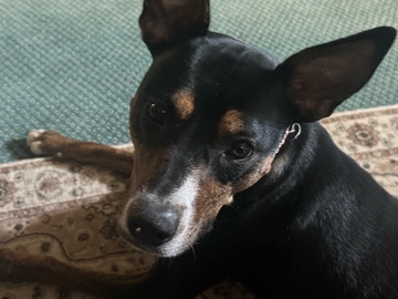 Mixed Breed – Fox Terrier/ Shepard mix - sweet dog – Port Washington