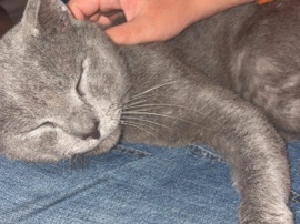 American Shorthair – Milton – Sanford
