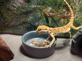 Bearded Dragon – Healthy Bearded Dragon & Full Setup – Needs a New Home – Newport News