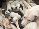 American Pit Bull Terrier – pet bull – Downey