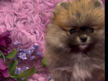 Pomeranian – AKC Pomeranian female – Shasta