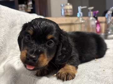 Dachshund – Mini Long Haired Dachshunds – Auburndale