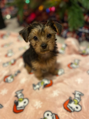 Yorkshire Terrier – yorkies
