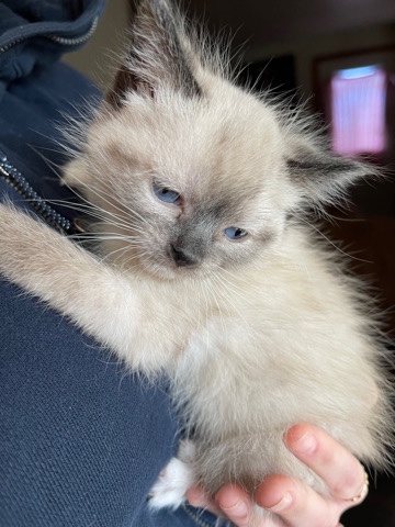 simese kitten