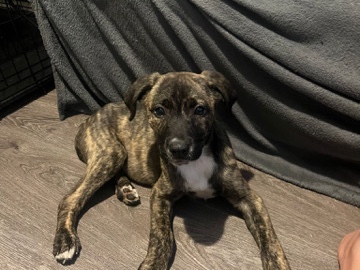 Cane Corso – 10 week old female cane corso – Walsall