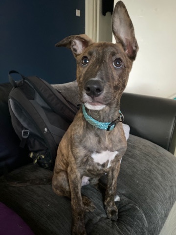 lurcher cross looking for his forever home