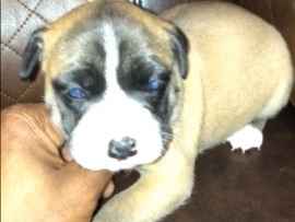 American Pit Bull Terrier – pitbull mixed – Media