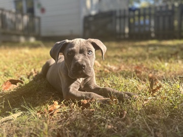 Cane Corso – Cane Corso and Bully Pit Mix