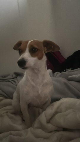 Jack Russell Terrier – Jack Russell