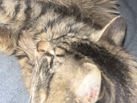 Maine Coon – MAINE COON CAT – Sylvester