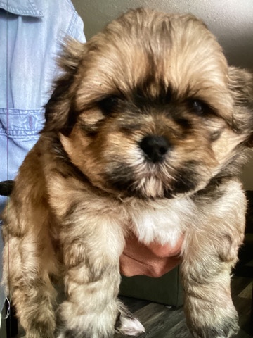 Shih Tzu – Puppies looking for their Furever Home.