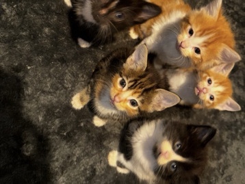 Adorable Kitten for Sale – 8 Weeks Old – Manchester – Manchester