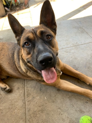 Belgian Shepherd Dog (Groenendael) – Rehome Romeo