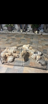cachorros