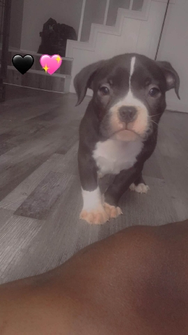pups for sell
