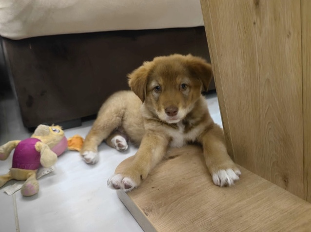 Australian Shepherd – australian shepherd Welpe  weibchen