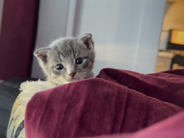 Russian White, Black and Tabby – Looking to rehome 4 kitten! – Los Angeles