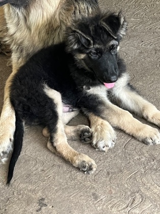 German Shepherd – German puppy