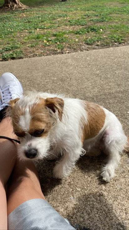 Jack Russell Terrier – Daisy