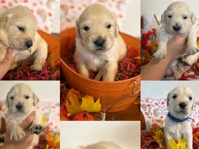 Goldendoodle – Goldendoodle Puppies – Vacaville