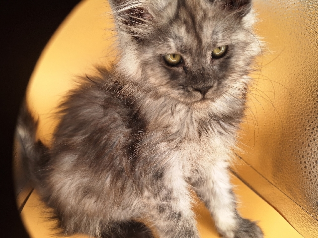 Maine Coon – Our Savvy Cats – Hiram