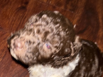 Poodle – Standard poodle mix with snickerdoodle – Charlotte