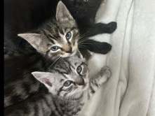 British Shorthair - Babykatze  available for adoption in Gelsenkirchen