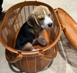 Beagle – male puppy