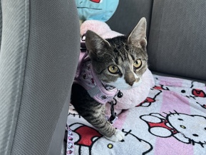 Russian White, Black and Tabby – Penelope :3 – Richmond