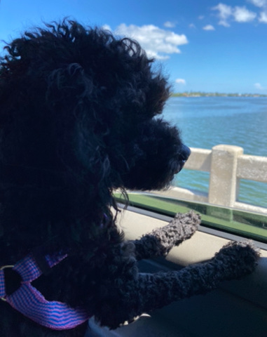 Poodle – Toy Poodle for Rehome/Adoption