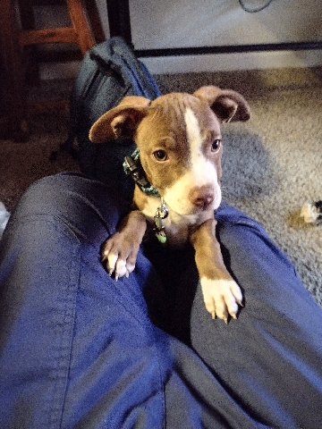 PitBull puppy