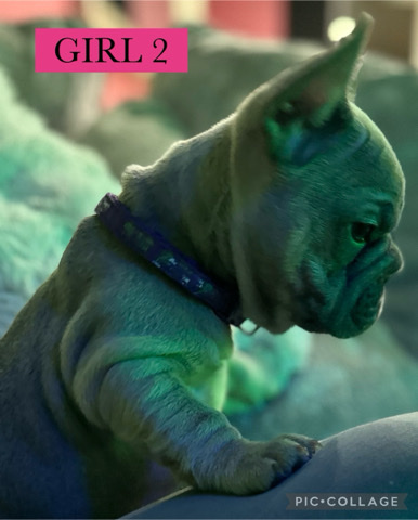 French Bulldog – Big rope puppys chunky with rolls kc reg