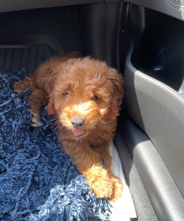 Golden Retriever – mini goldendoodle