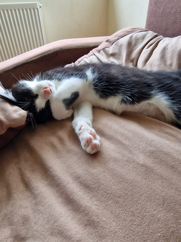 kitten for collection only please