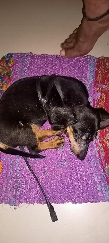 Dachshund – Dachshund