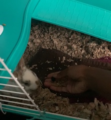 Mini Lop – Bunny